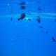 Image for article titled Review: Pentax W60 Waterproof Camera Catching Whale Sharks